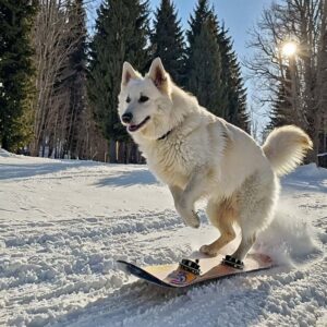 Winter Sports